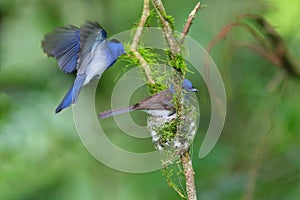 Hypothymis azurea Ã©Â»âÃ¦Å¾â¢Ã¨âÂÃ©Â¶Â²